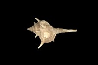 藏品(海峽骨螺)的圖片